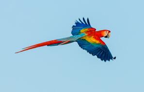 Un perroquet volant dans le ciel : symbole de la langue des oiseaux